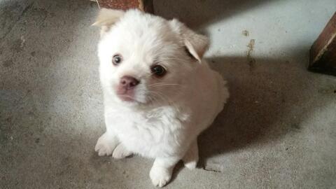 渣瓜玩吃鸡,趣味横生的生存挑战之旅