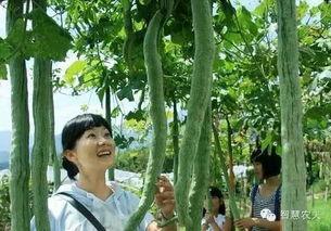 蛇长瓜怎么吃,蛇长瓜的独特食用方法揭秘