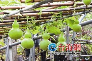 吃葫芦瓜搞笑视频,笑料横生的欢乐时光