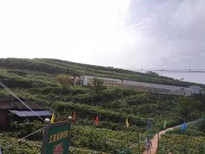 广西大新吃瓜事件,一场引发热议的乡村奇闻