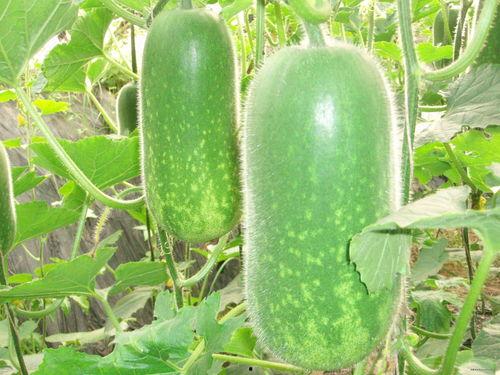 国内吃瓜国外吃瓜区别大吗,中外“吃瓜”文化差异大揭秘