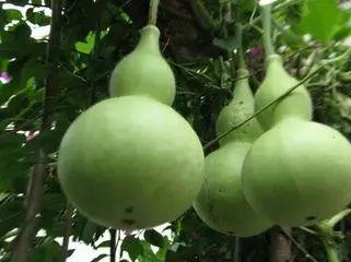 吃瓜里的人物,揭秘娱乐圈幕后风云