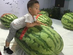 灌南吃瓜群众事件,网络围观下的社会现象解析