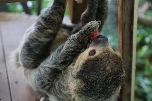 带你吃瓜动物没有,动物界的“吃瓜群众”