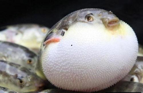 吃瓜的河豚,吃瓜的河豚，揭秘神秘滋味